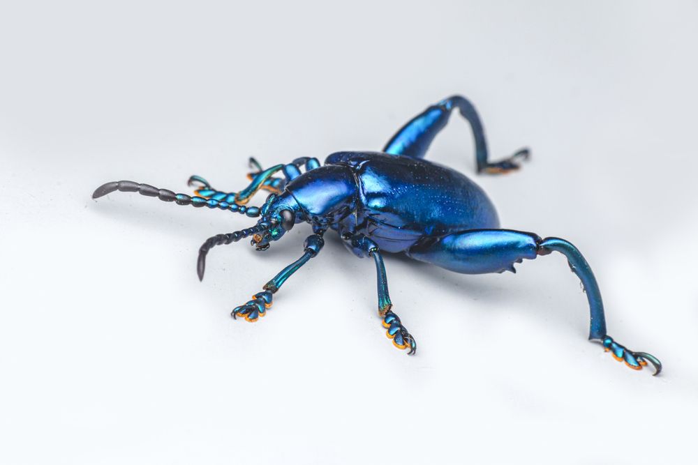 Фотография автора NeCoTi ChonTin