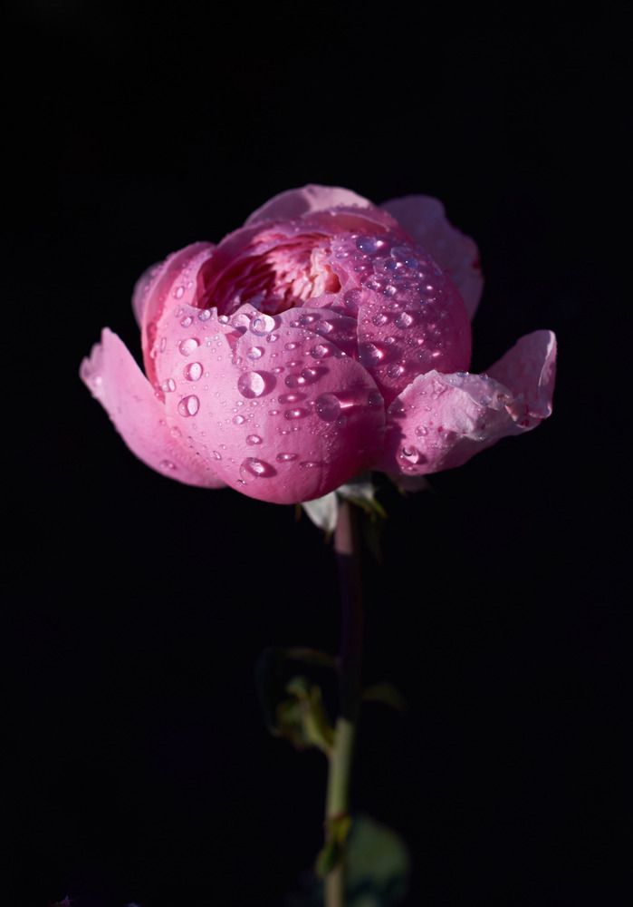 Photograph by Юлия Вялкова