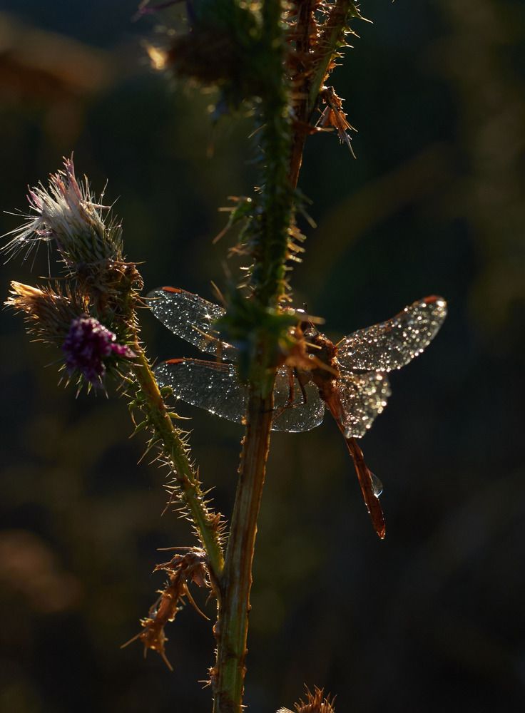 Photograph by Юлия Вялкова
