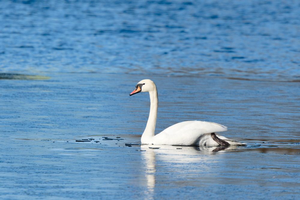 Photograph by Ольга Якубова
