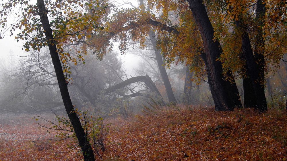 Фотография автора Василий Ковалёв