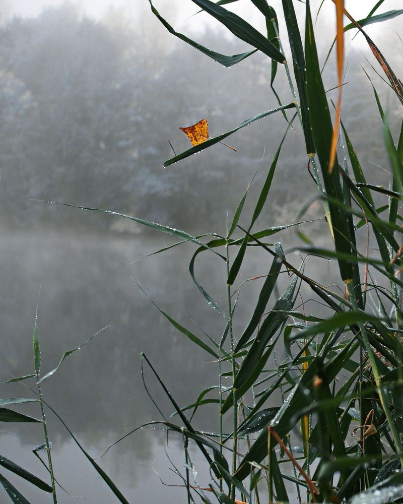 Фотография автора Василий Ковалёв