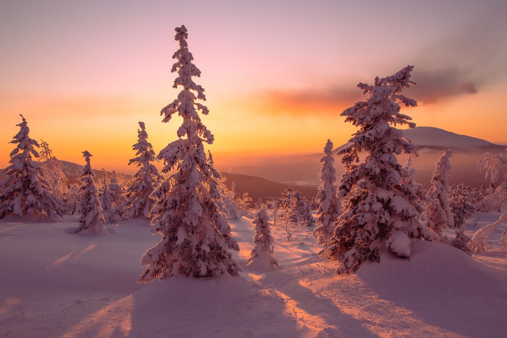 Елочки и горы