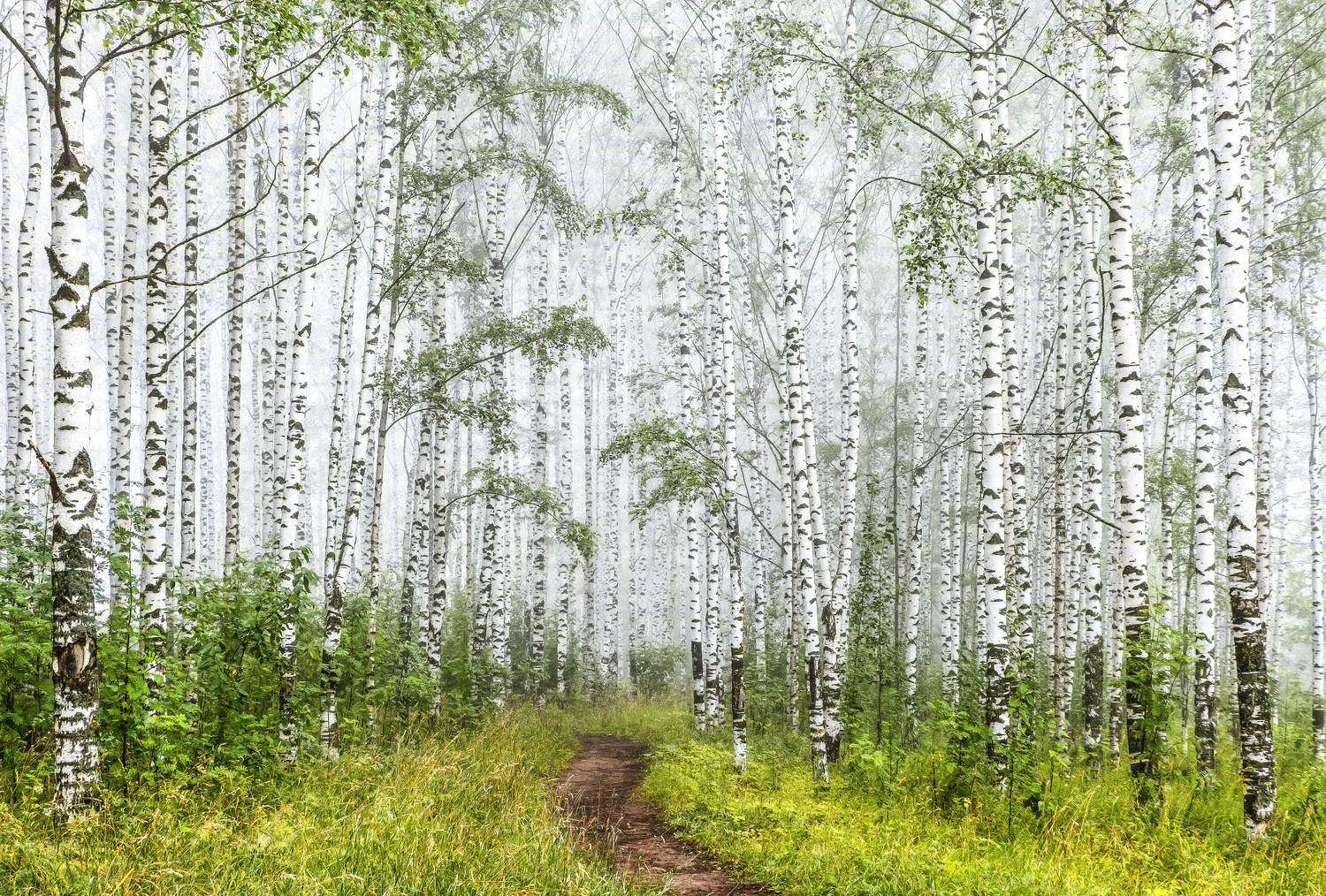 В березовом тумане