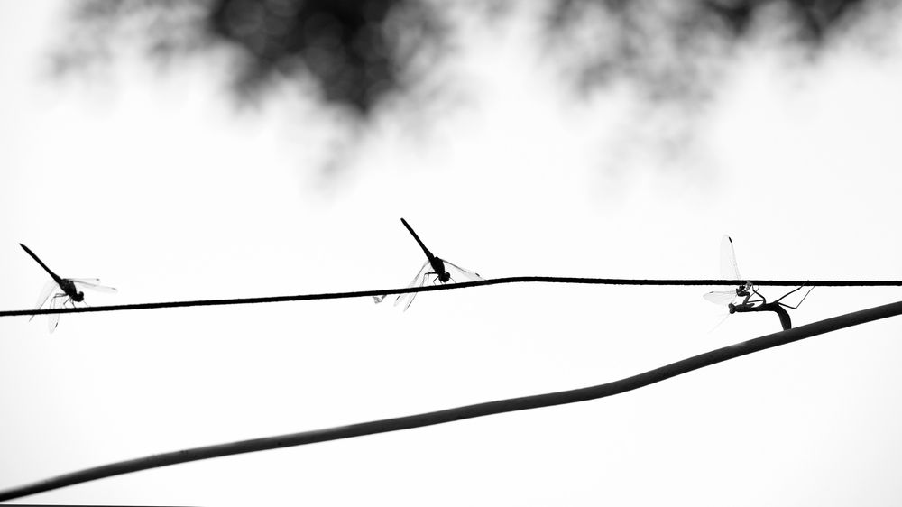 Photograph by Ирэна Ершова