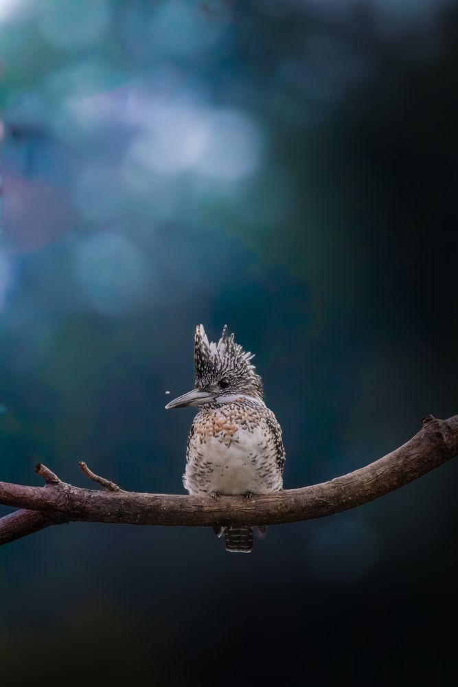 Photograph by Shalini Jain