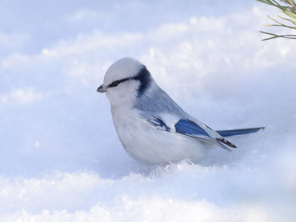 Белая лазоревка