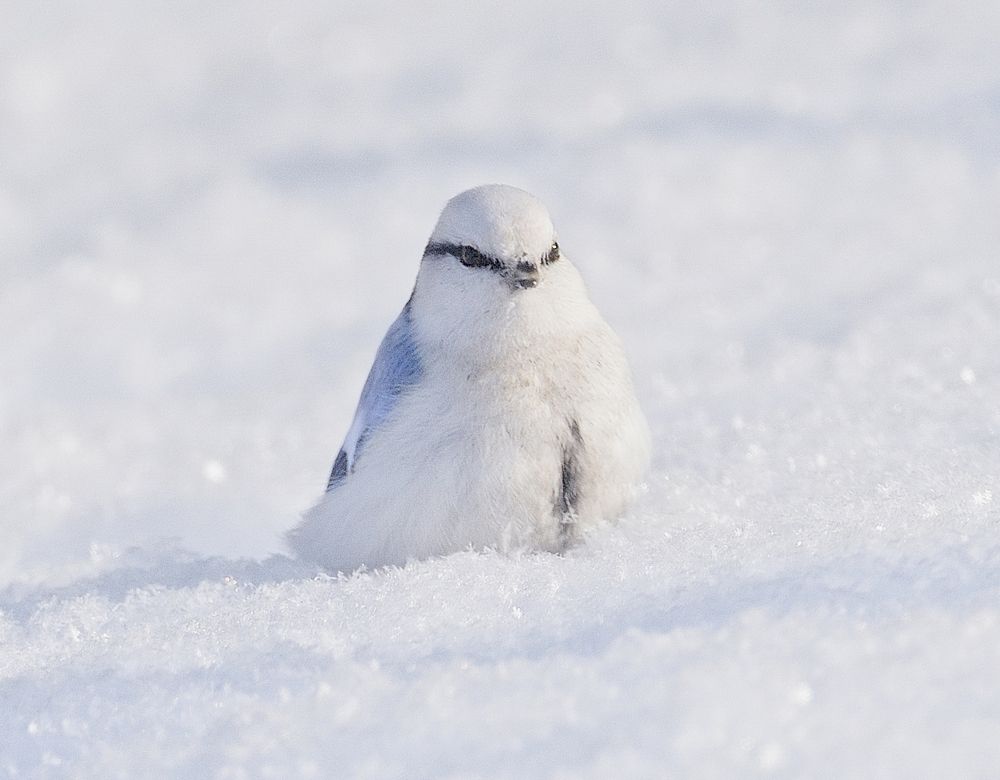 Белая лазоревка