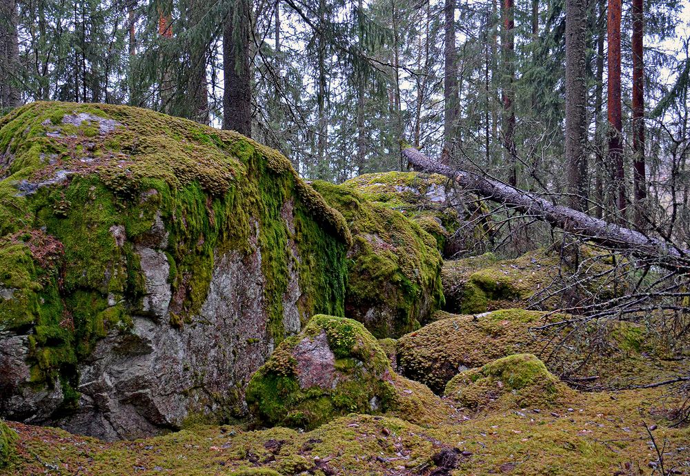Природа северных лесов