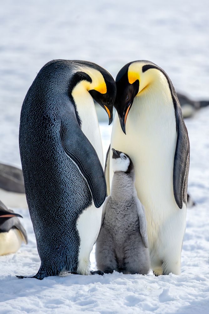 The Throne of the Emperor