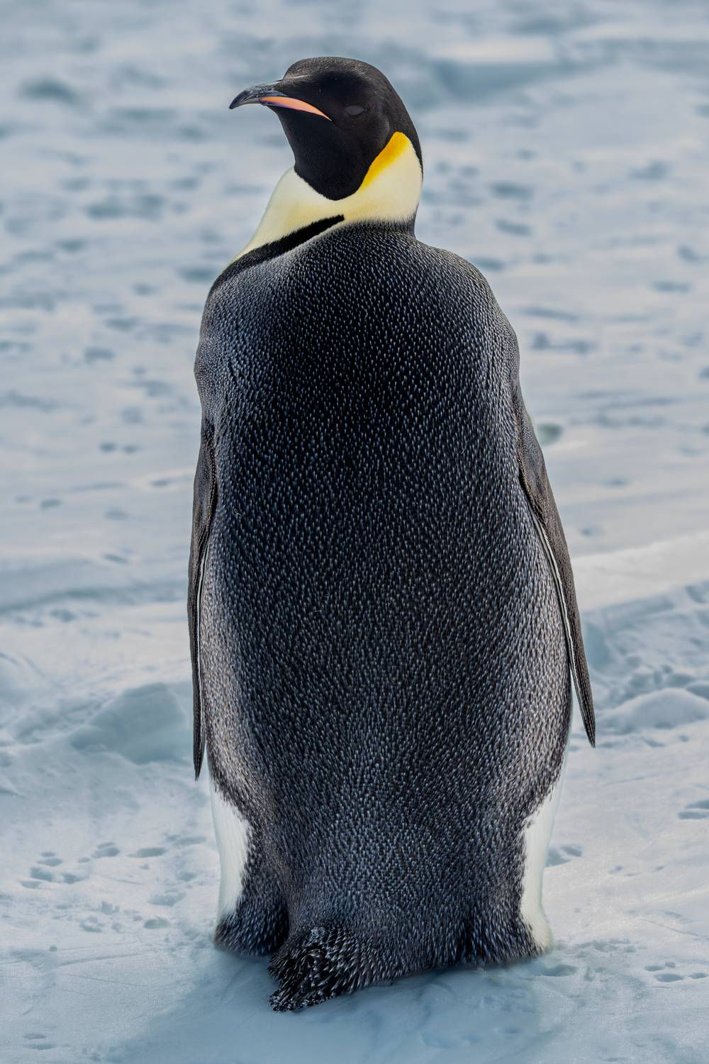 Emperador del Hielo