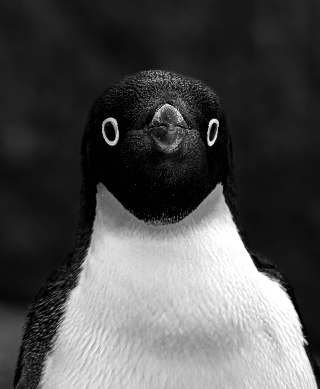 Tuxedo Penguin