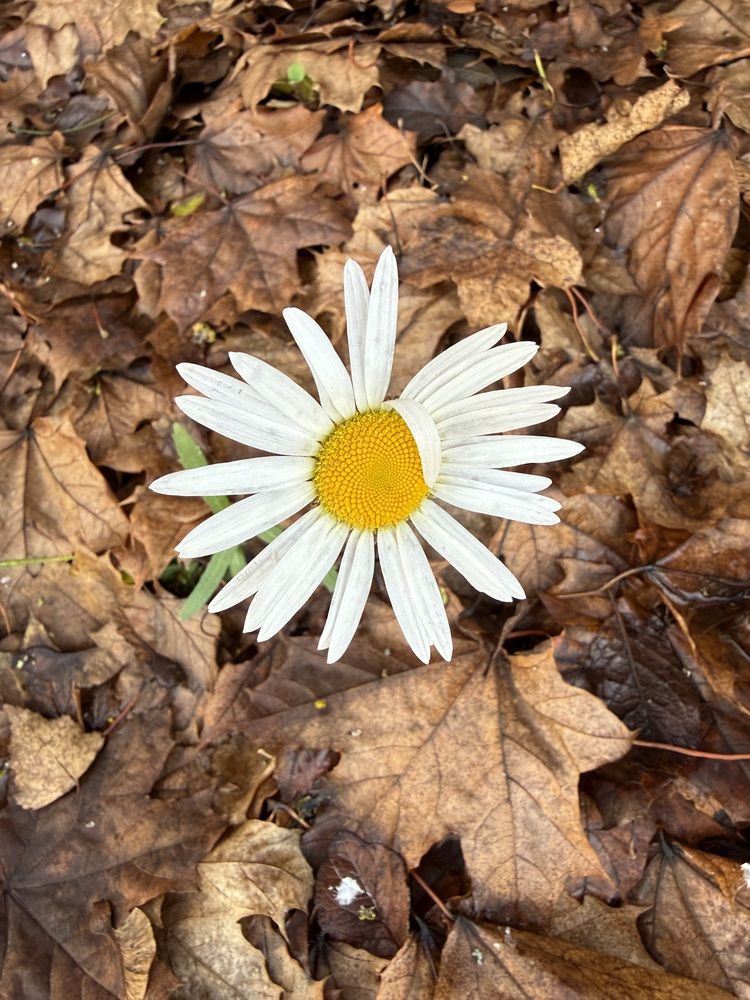 Photograph by Елена Чулюнина