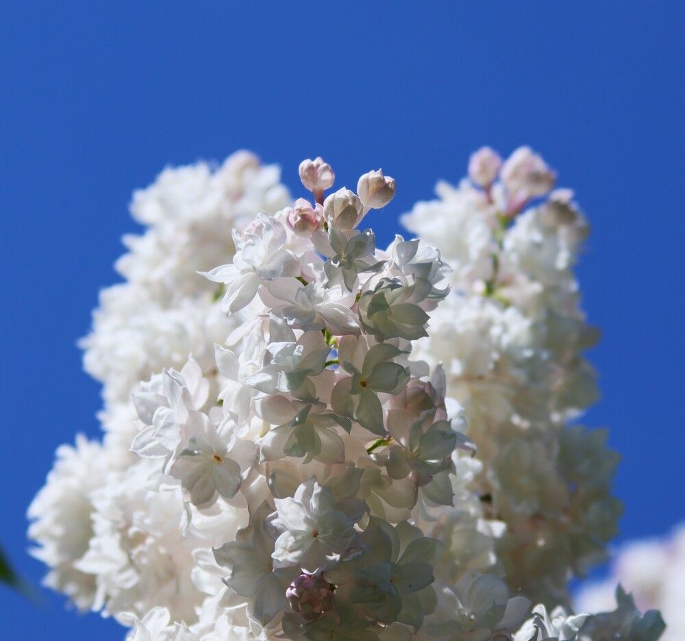 Photograph by ОЛЬГА ДЕРБЕНЕВА