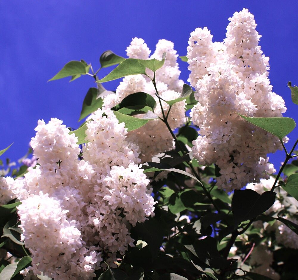 Photograph by ОЛЬГА ДЕРБЕНЕВА