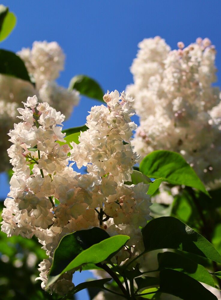 Photograph by ОЛЬГА ДЕРБЕНЕВА