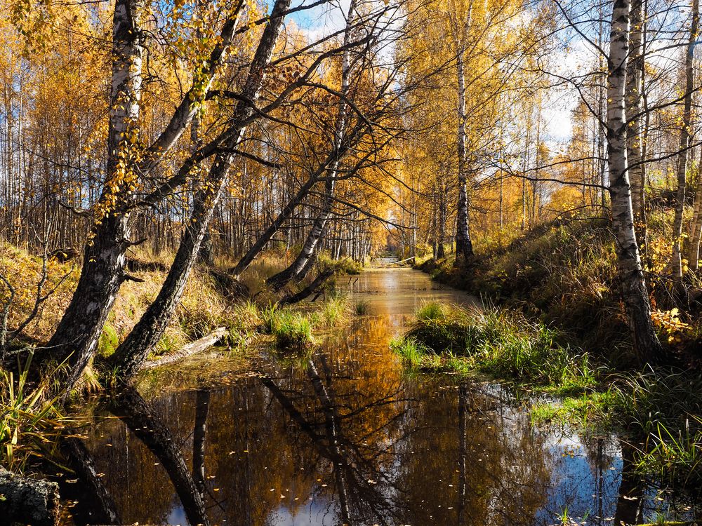 День в октябрьском лесу.