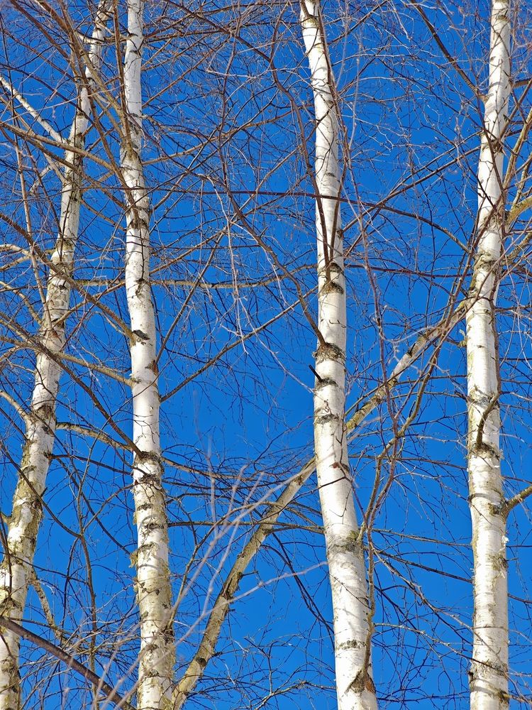 Фотография автора Наташа Данилова