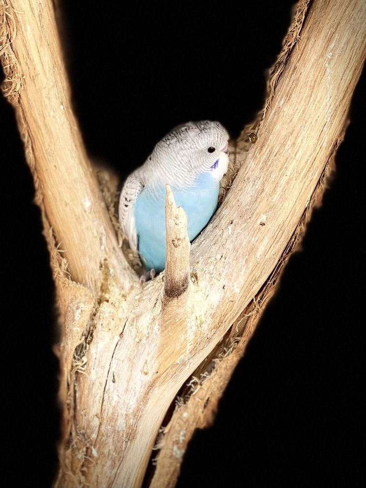 Photograph by Waleed Yousuf Alwahaibi