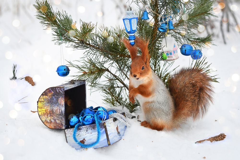 Чудо в лесу