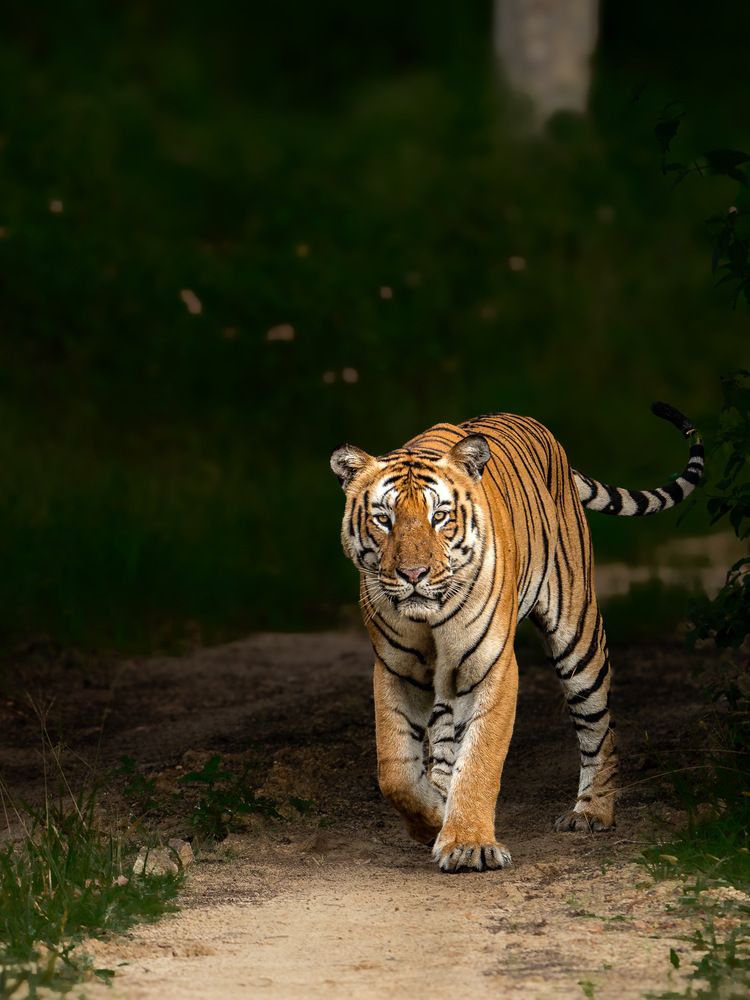 Photograph by Shyaam Maniraj