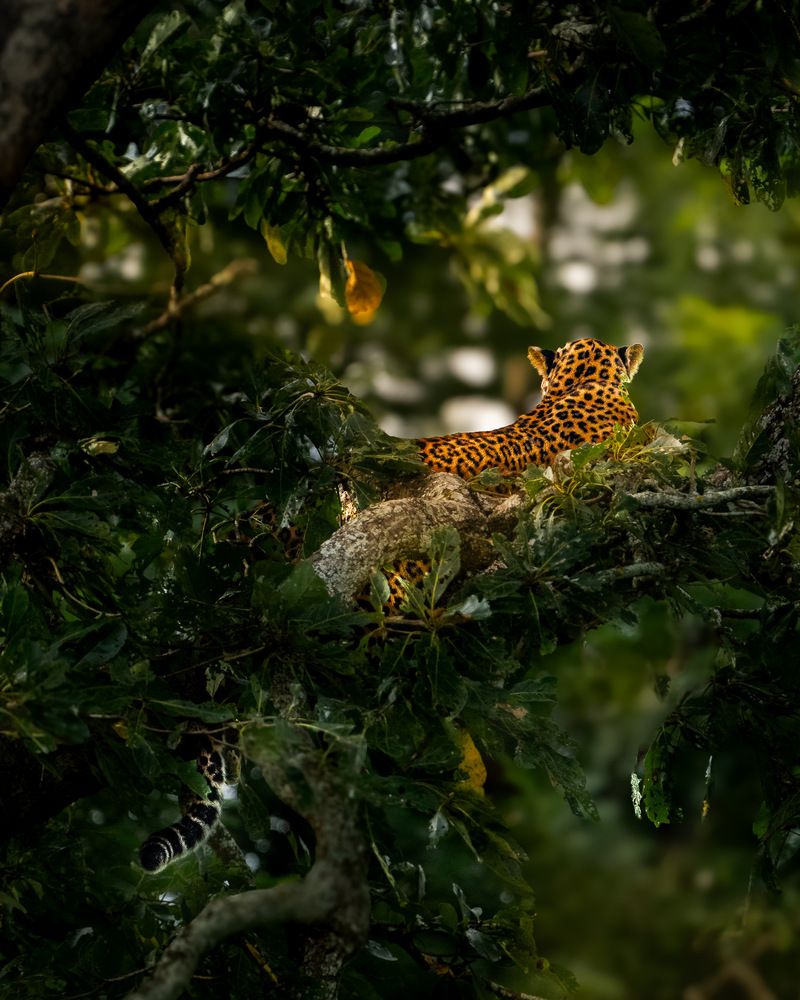 Photograph by Shyaam Maniraj