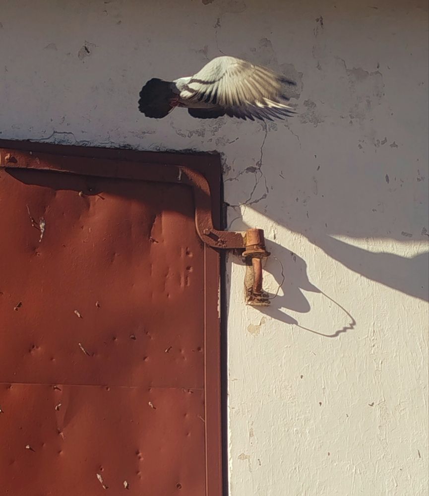 Что-то на голубином