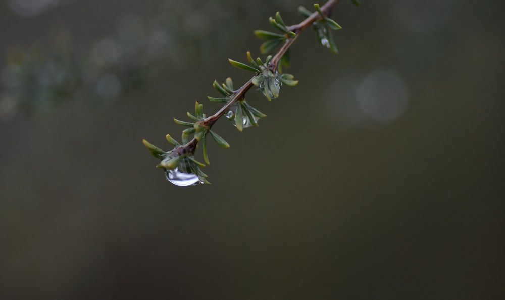 Вода жизни...
