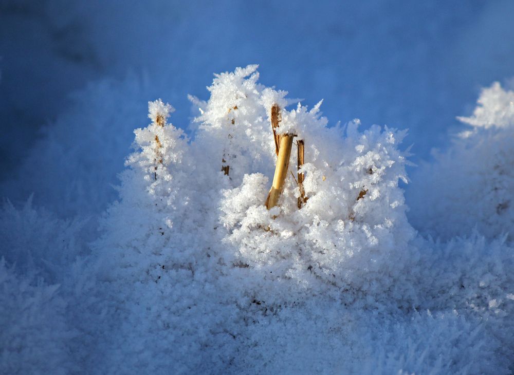 Цвет зимы...