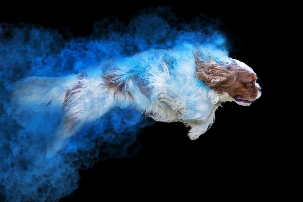 Photograph by Alessandro Grandoni