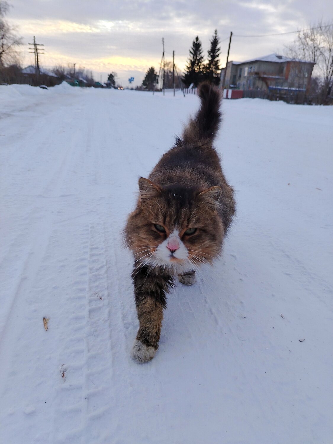 Photo #12965418