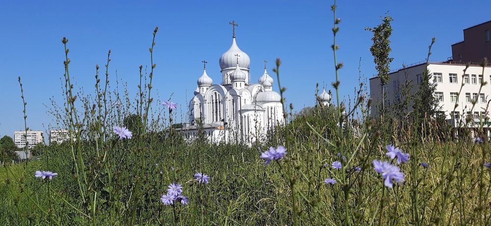Там, где цветет много цикория