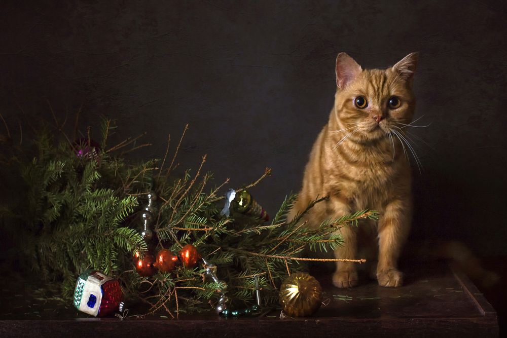 Photograph by Анна Петина