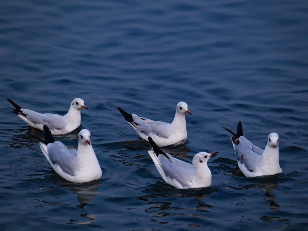 Фотография автора Kushal Lad