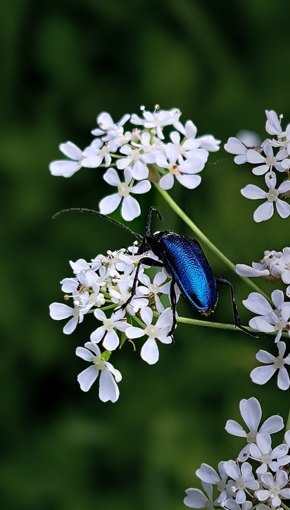 Photograph by Галина Перепечаева