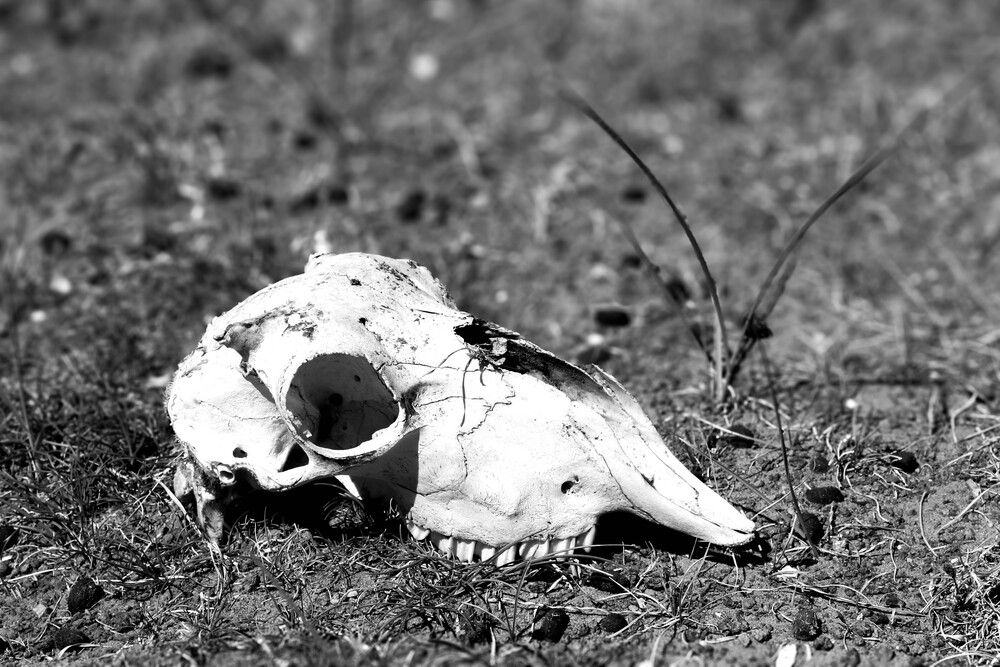 Photograph by Евгения Флиорчук