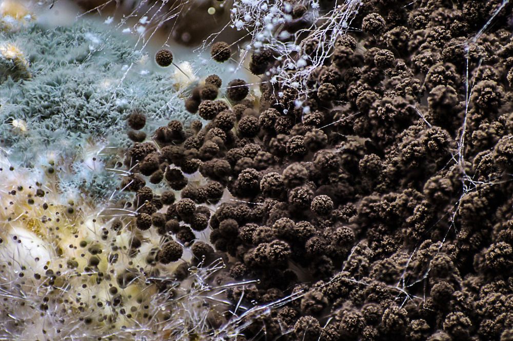 Hidden World of Bread Mold