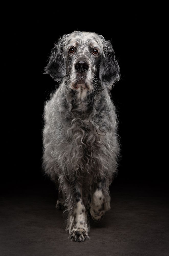 Striking English Setter