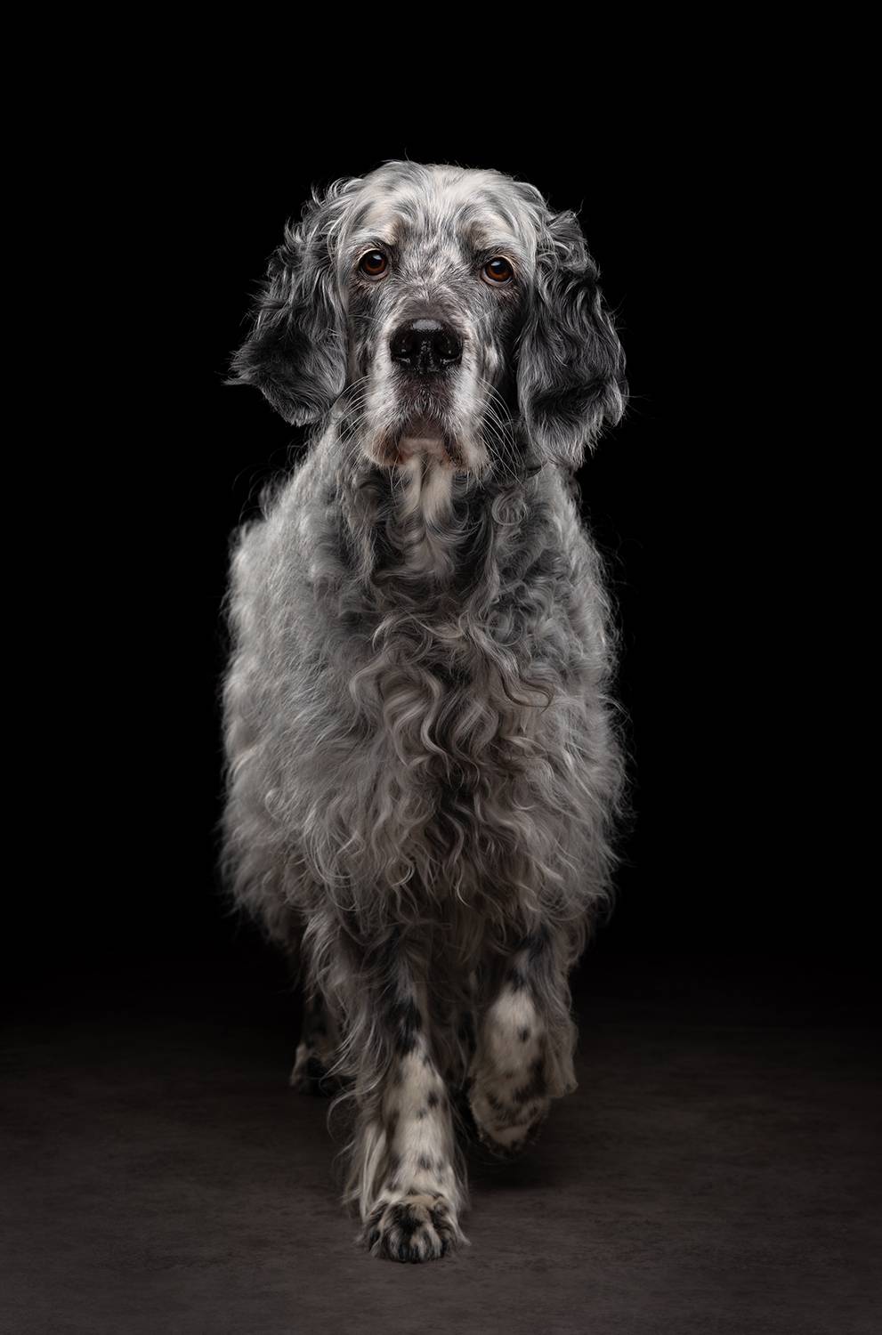 Striking English Setter