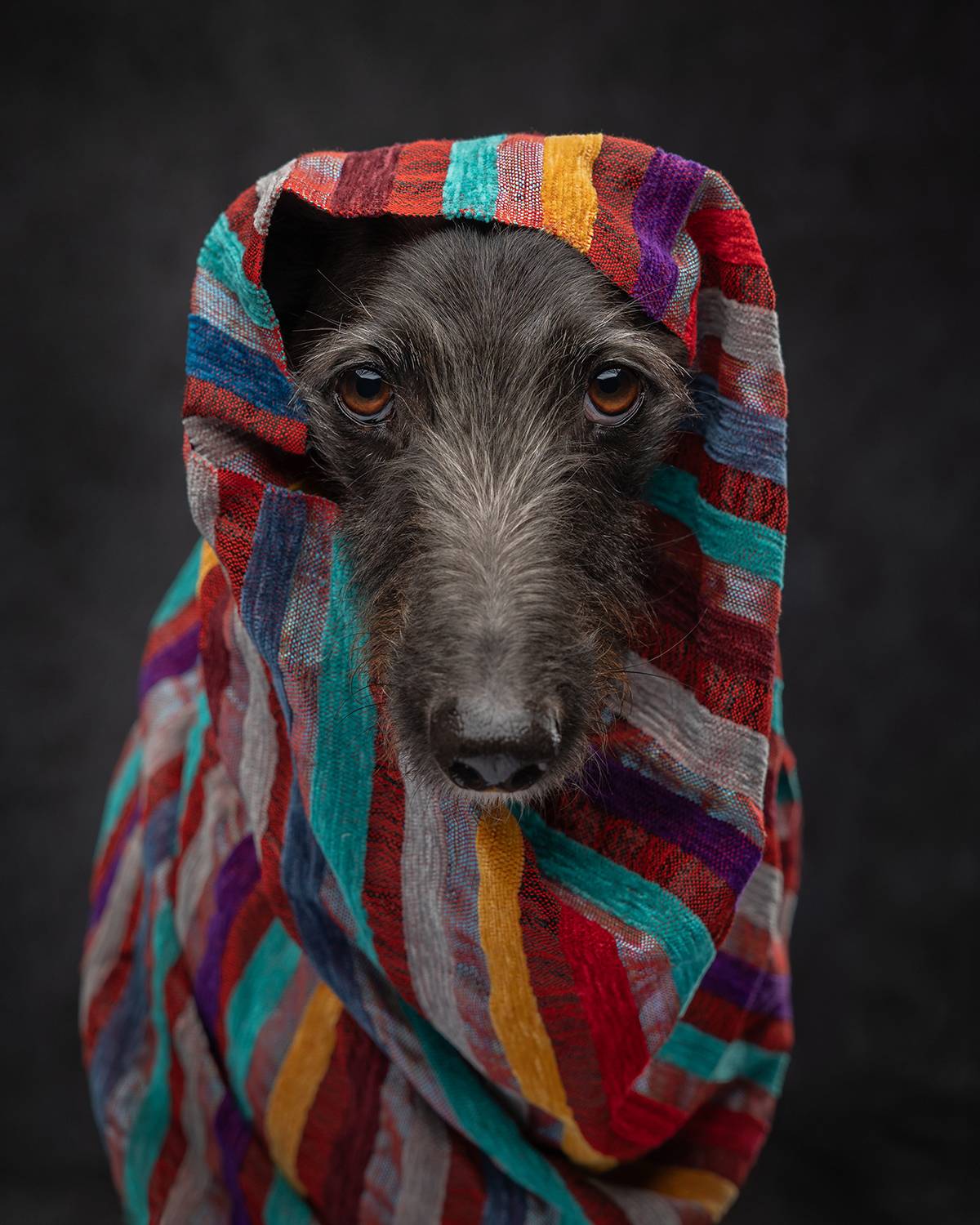 The lure of the lurcher