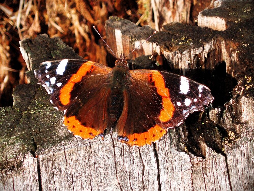Photograph by Jozef Potocký