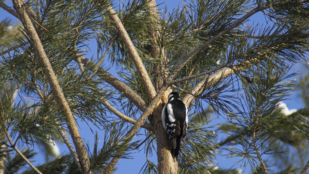Фотография автора Сергей Кравцов
