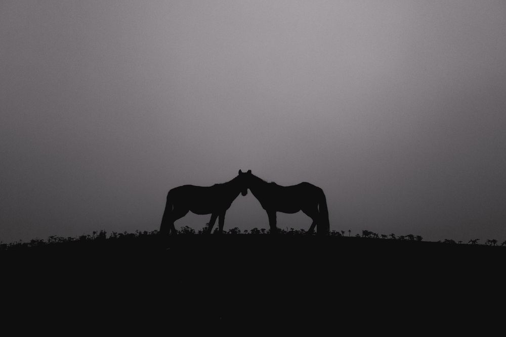 Photograph by seyed mostafa yousefi