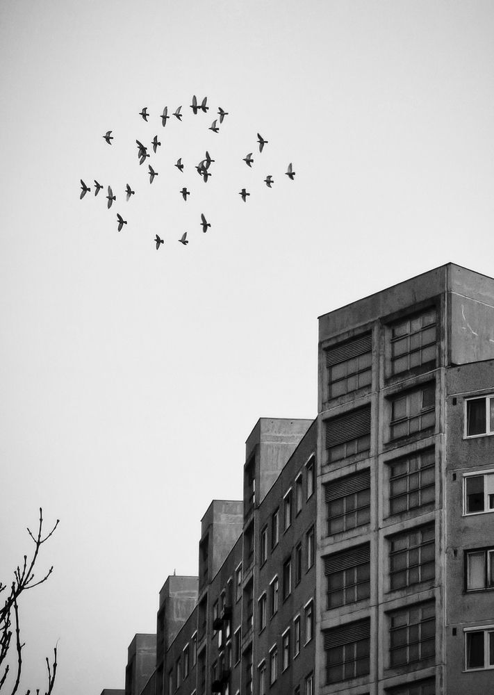 Photo #12967004