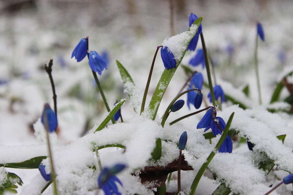 Photograph by Светлана Шубина