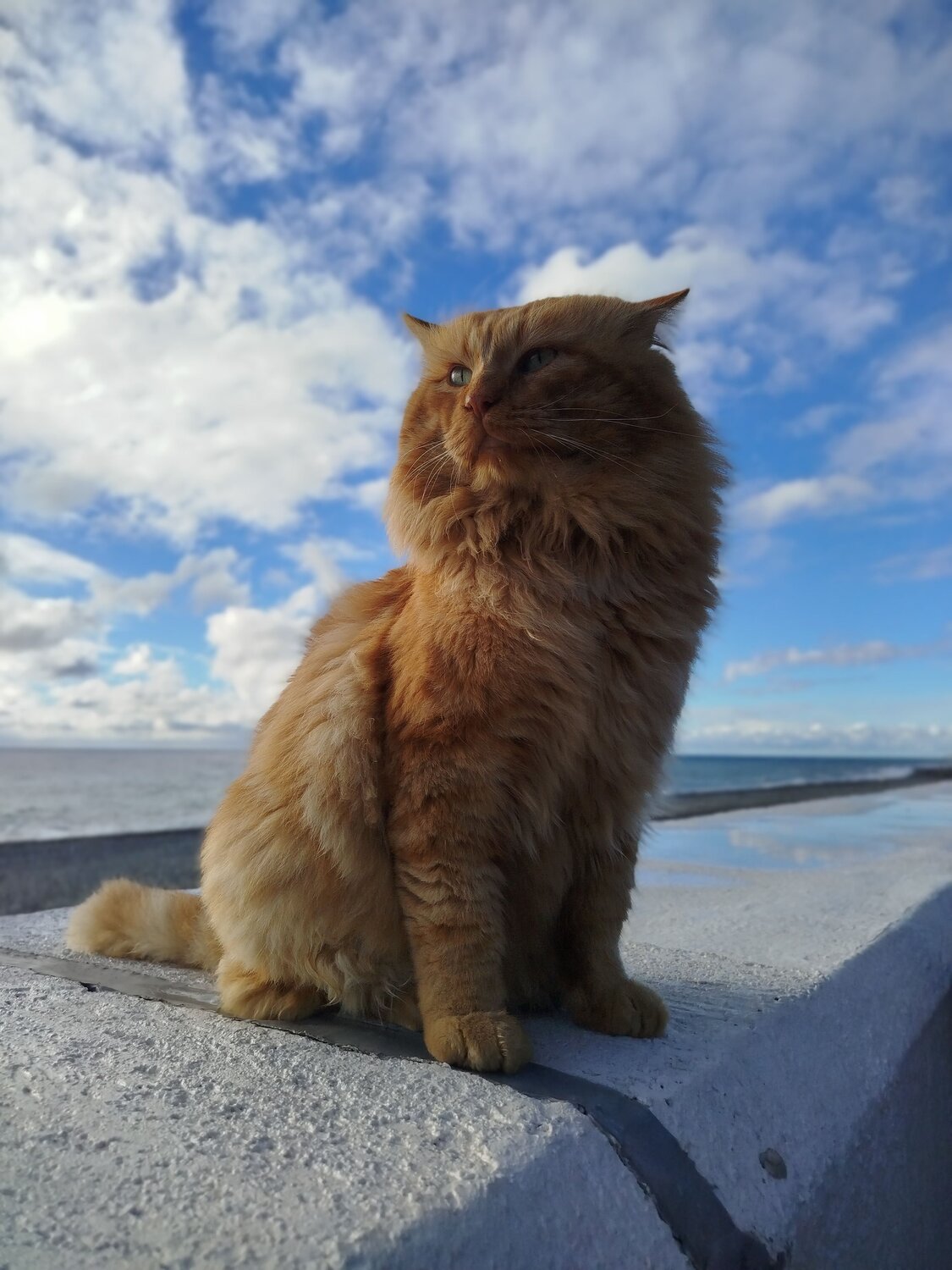 Морской котик