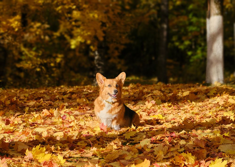 Photograph by Валерия Дурнева