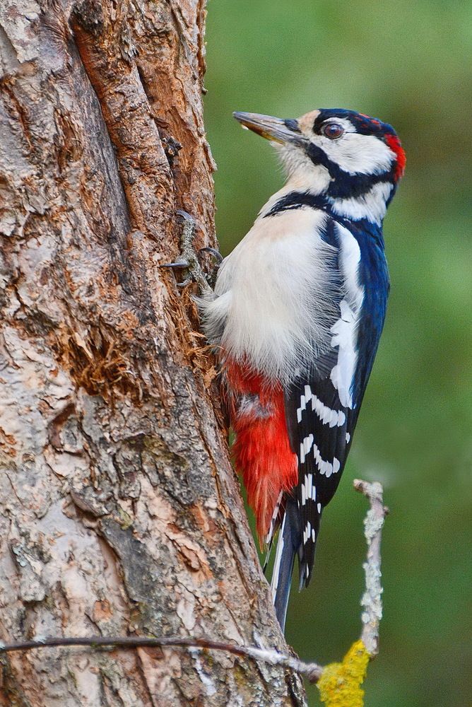 Дятел пестрый