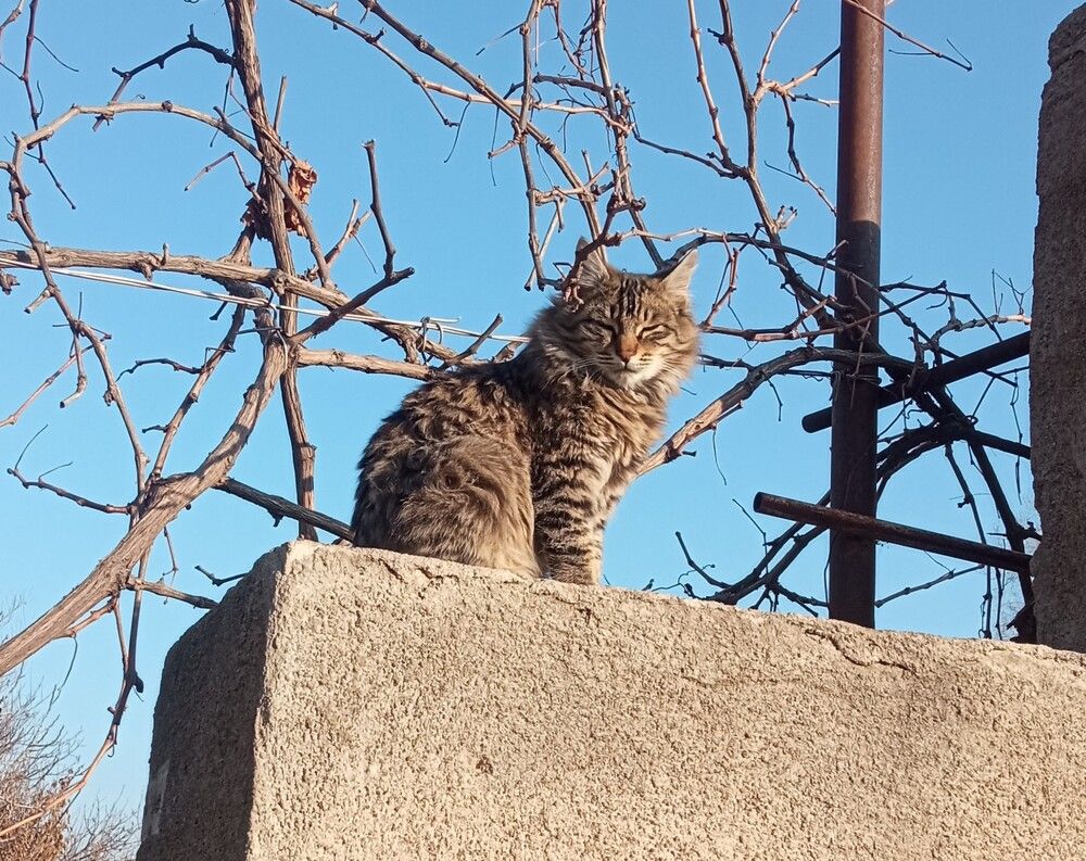 Фотография автора Hormat Alakbarova