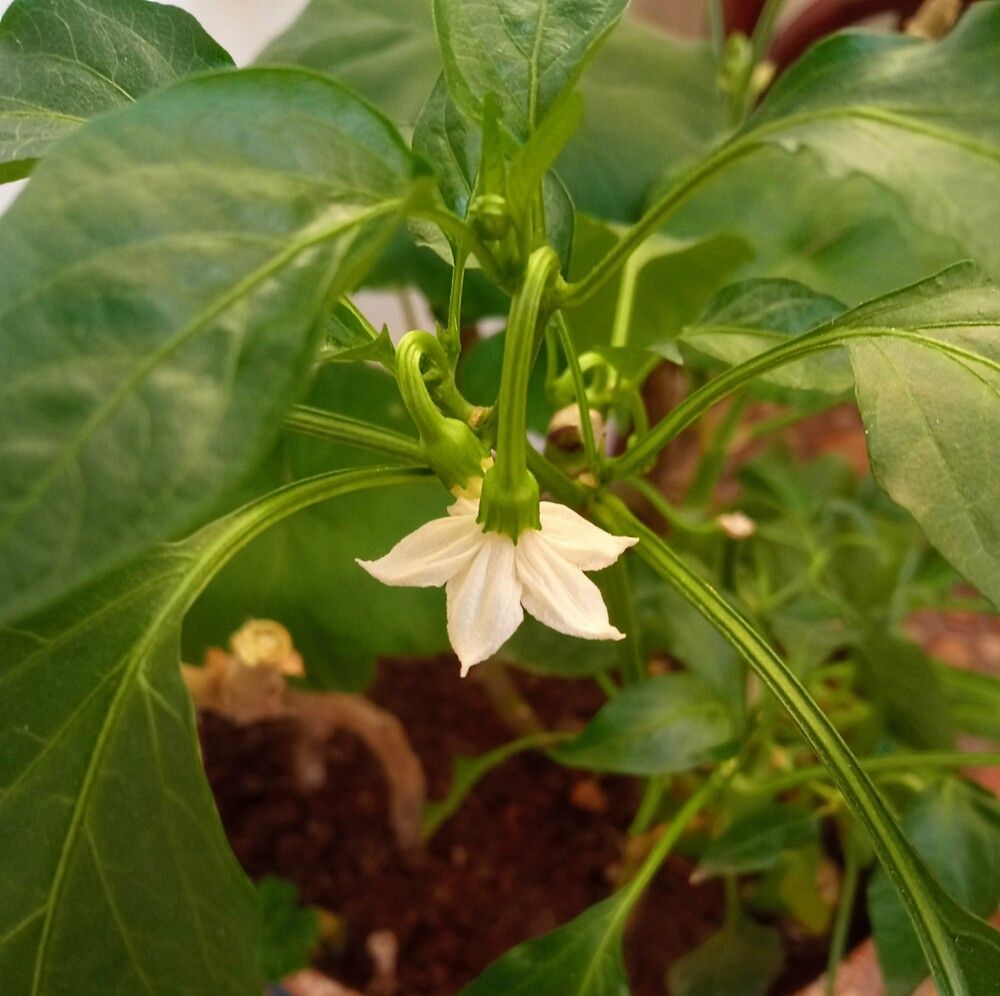 Pepper flower.